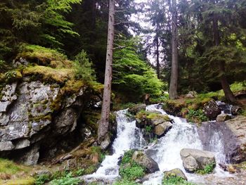 Scenic view of waterfall in forest