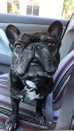 Close-up portrait of dog sitting