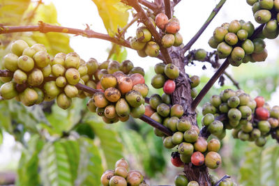 Close-up of grapes growing in vineyard
