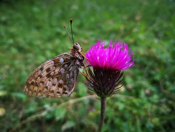 Close-up of butterfly pollinating on flower