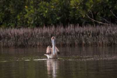 Floating female brown pelican pelecanus occidentalis at tigertail beach in marco island, florida