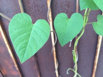 Close-up of green leaves