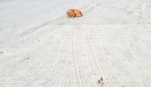 High angle view of dog resting on footpath