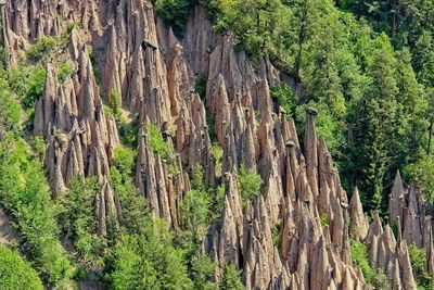 Pine trees in forest