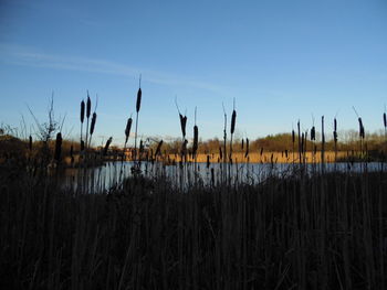 Cattails by lake against blue sky