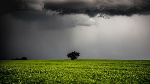 Scenic view of field against sky