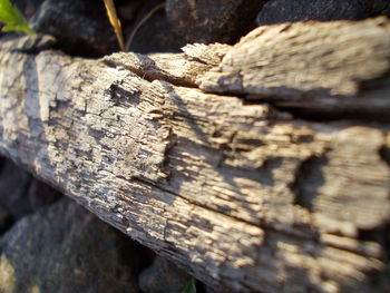 Close-up of wooden log on tree trunk