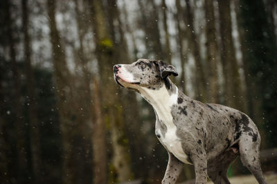 Low angle view of great dane in park during snowfall