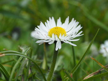 Close-up of white daisy flower