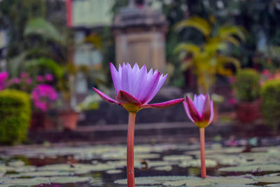 Close-up of pink water lily in pond