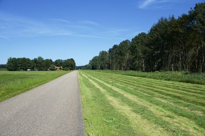 Road amidst trees against sky