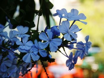 Close-up of purple flowers
