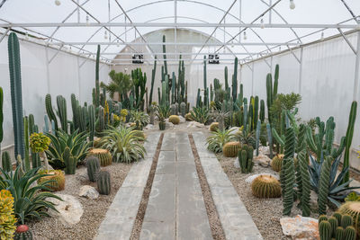 High angle view of plants in greenhouse