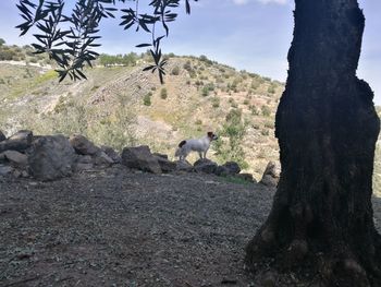 Sheep on tree trunk against sky