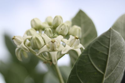 Close-up of flower against blurred background
