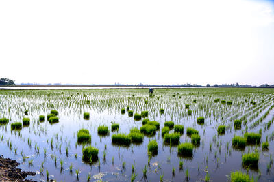 Scenic view of agricultural field against clear sky