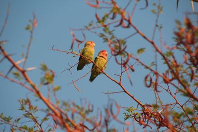 Low angle view of bird perching on tree against sky