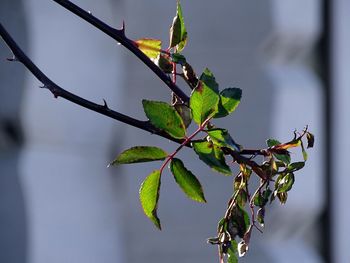 Close-up of plant against sky