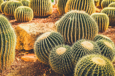 High angle view of cactus on land