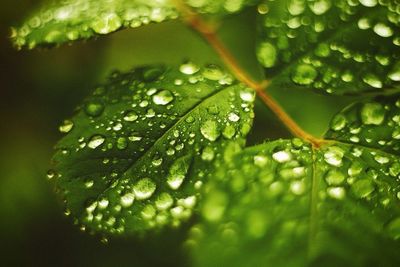 Close-up of water drops on leaves