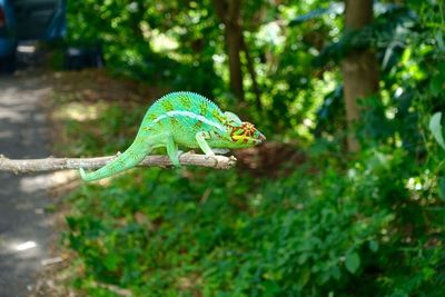 Close-up of lizard on tree