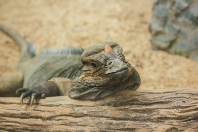 Close-up of a lizard on rock