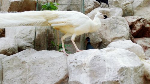 Close-up of bird perching on rock