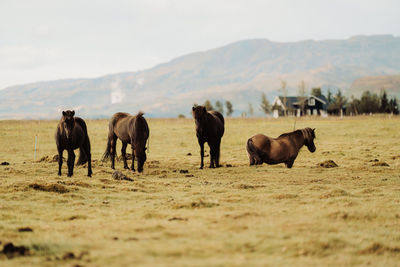 Horses on field