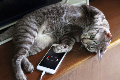 High angle view of cat lying on table