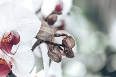 Close-up of white orchid