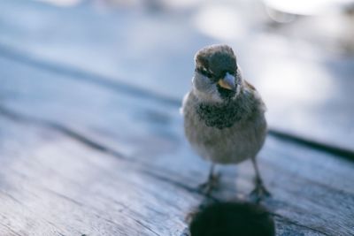 Close-up of bird perching on wood