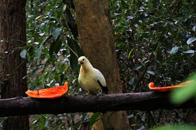 View of bird perching on branch