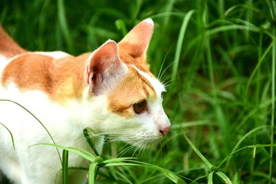 Close-up of dog on grass