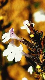 Close-up of plant against blurred background