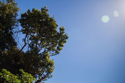 Low angle view of trees against blue sky