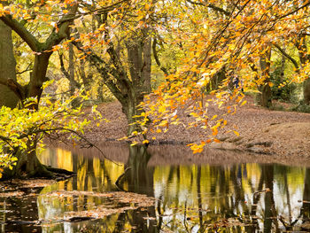 Tree by lake during autumn