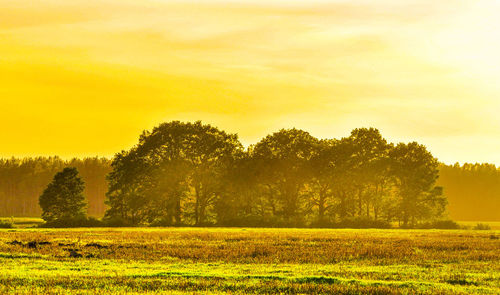 Trees on field against sky during sunset