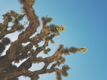 Low angle view of trees against clear blue sky