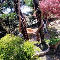 View of deer in forest