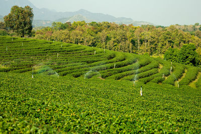 Hillside tea plantations  very wide