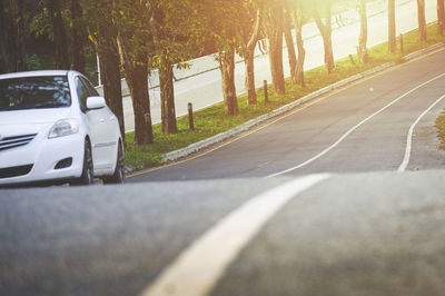 Surface level of road by trees in city