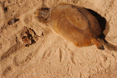 High angle view of lizard on sand at beach