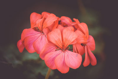 Close-up of pink rose flower