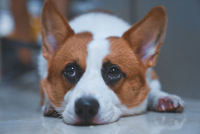 Close-up portrait of a dog at home