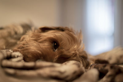 Close-up of dog resting