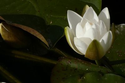 Close-up of water lily on plant