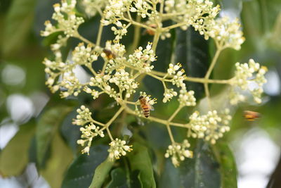 Close-up of white flowering plant