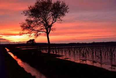 Silhouette tree on landscape against sky during sunset