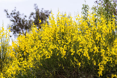 Close-up of yellow flowers