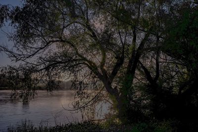 Trees by lake in forest against sky